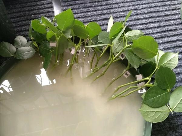 20种常见花，扦插100%活，再也不用花钱买！ - 知乎