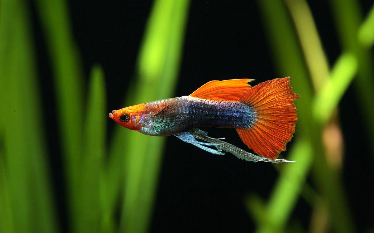 什么鱼好养(什么鱼好养长得又快)