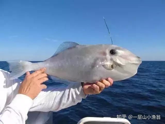 一层山生态:又丑又怪却鲜嫩无比的剥皮鱼 - 知乎