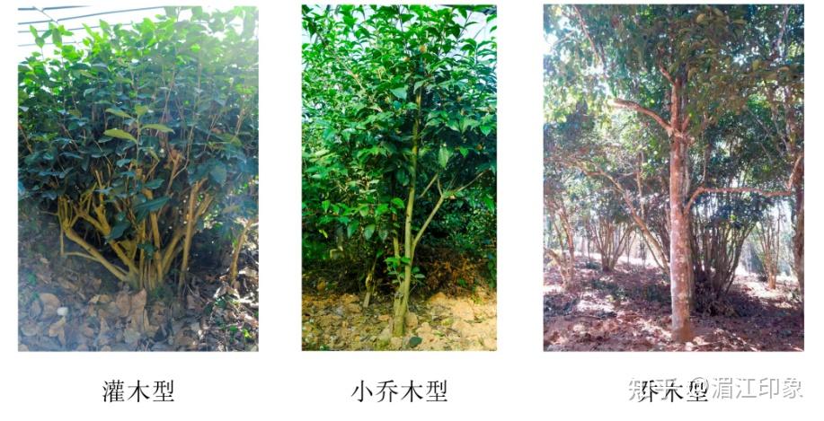 茶树知多少 - 知乎