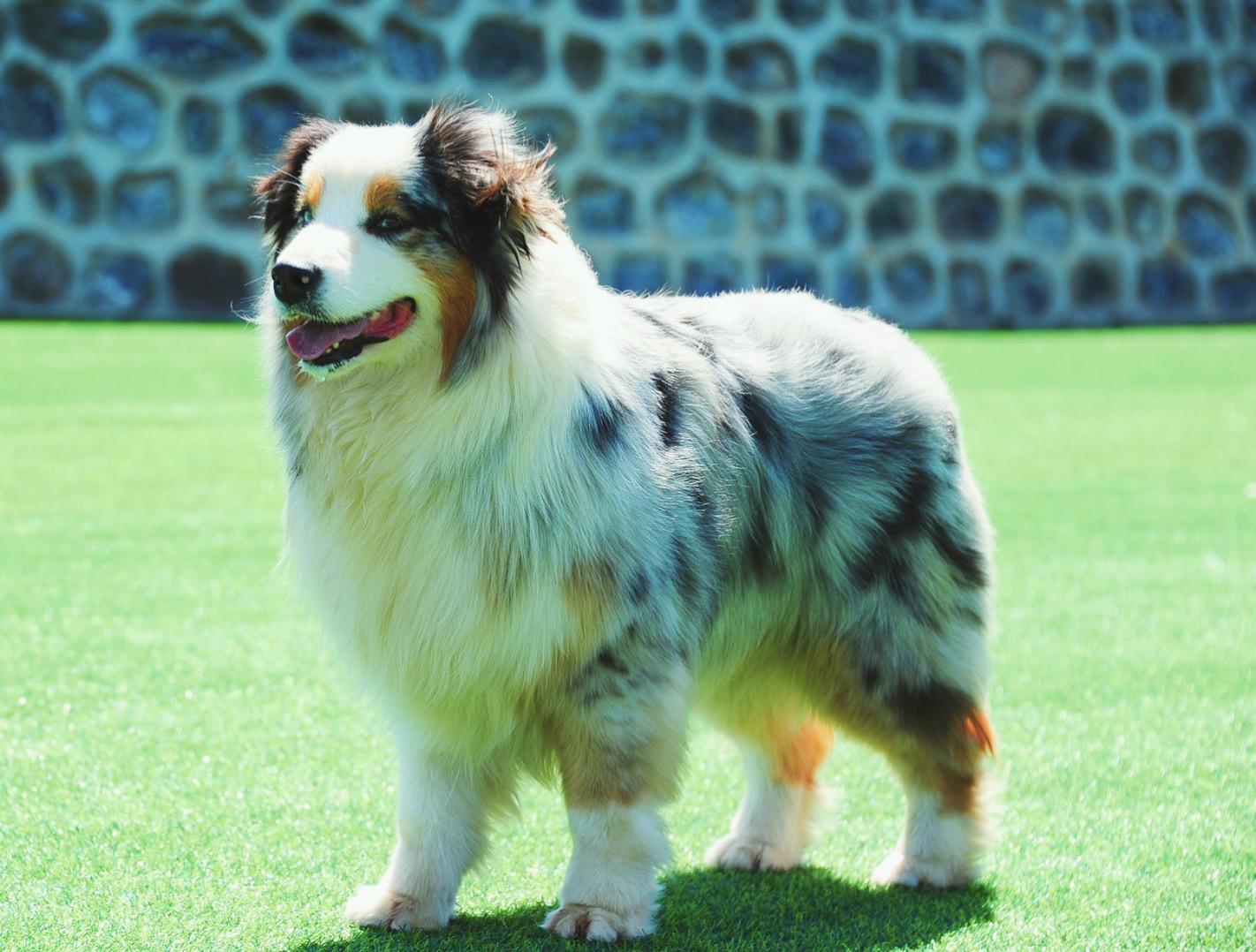 澳大利亚牧羊犬颜色图片