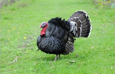 中国人为什么不喜欢吃火鸡?