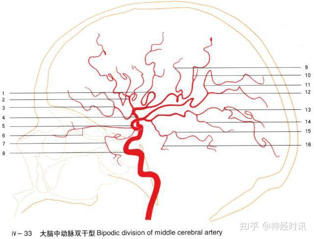 大脑后动脉( posterior cerebral artery,pca)pca分4段:p1交通前段;p2