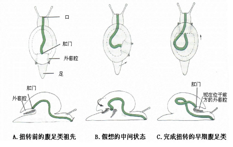 腹足纲