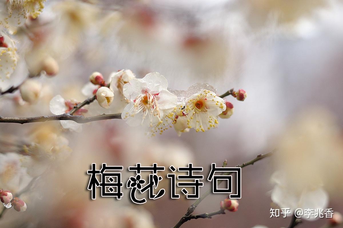 关于梅花的诗句经典名句赏析及白话文意思 - 知乎