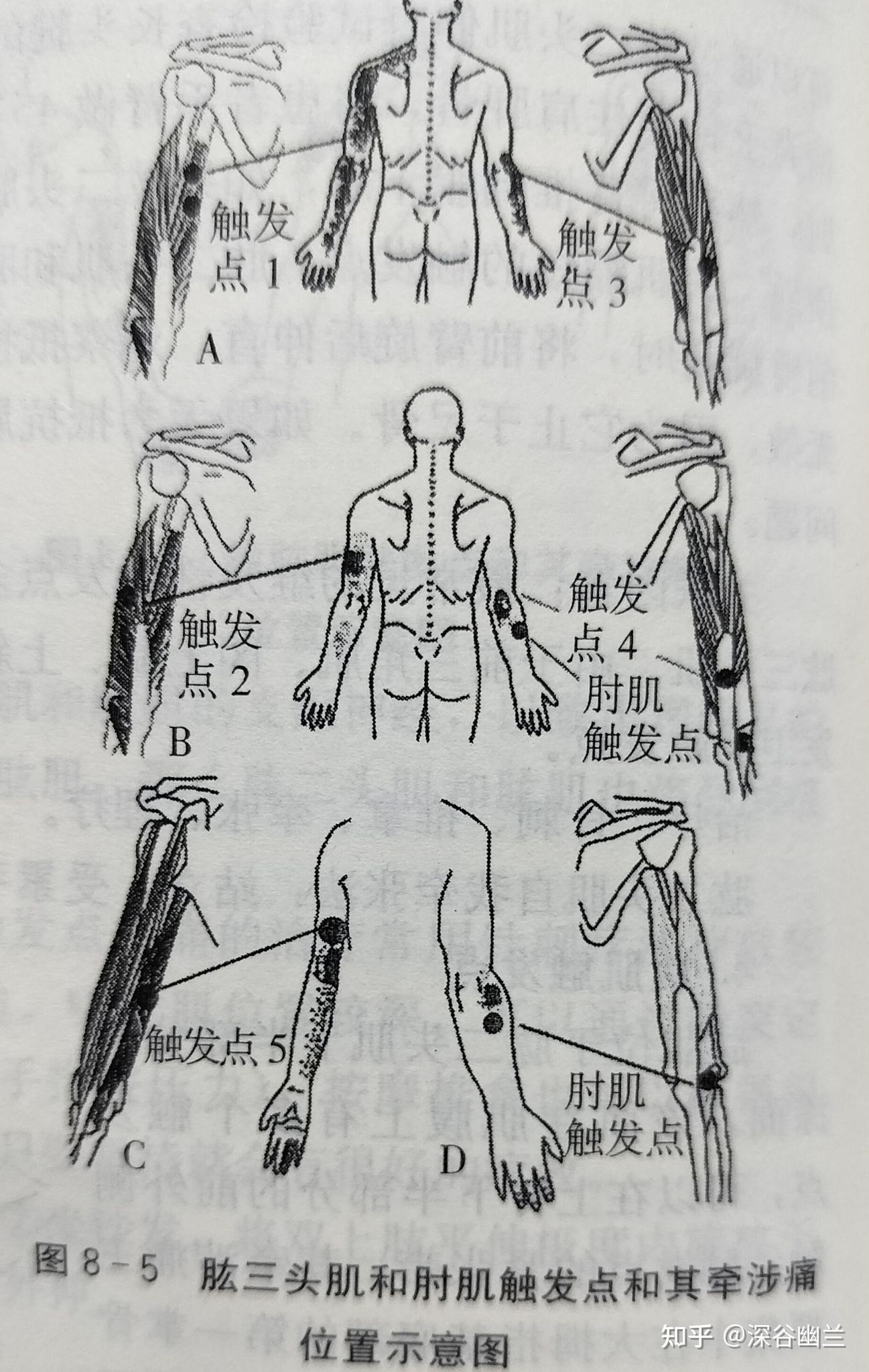 上臂背侧下1/3处在哪图片