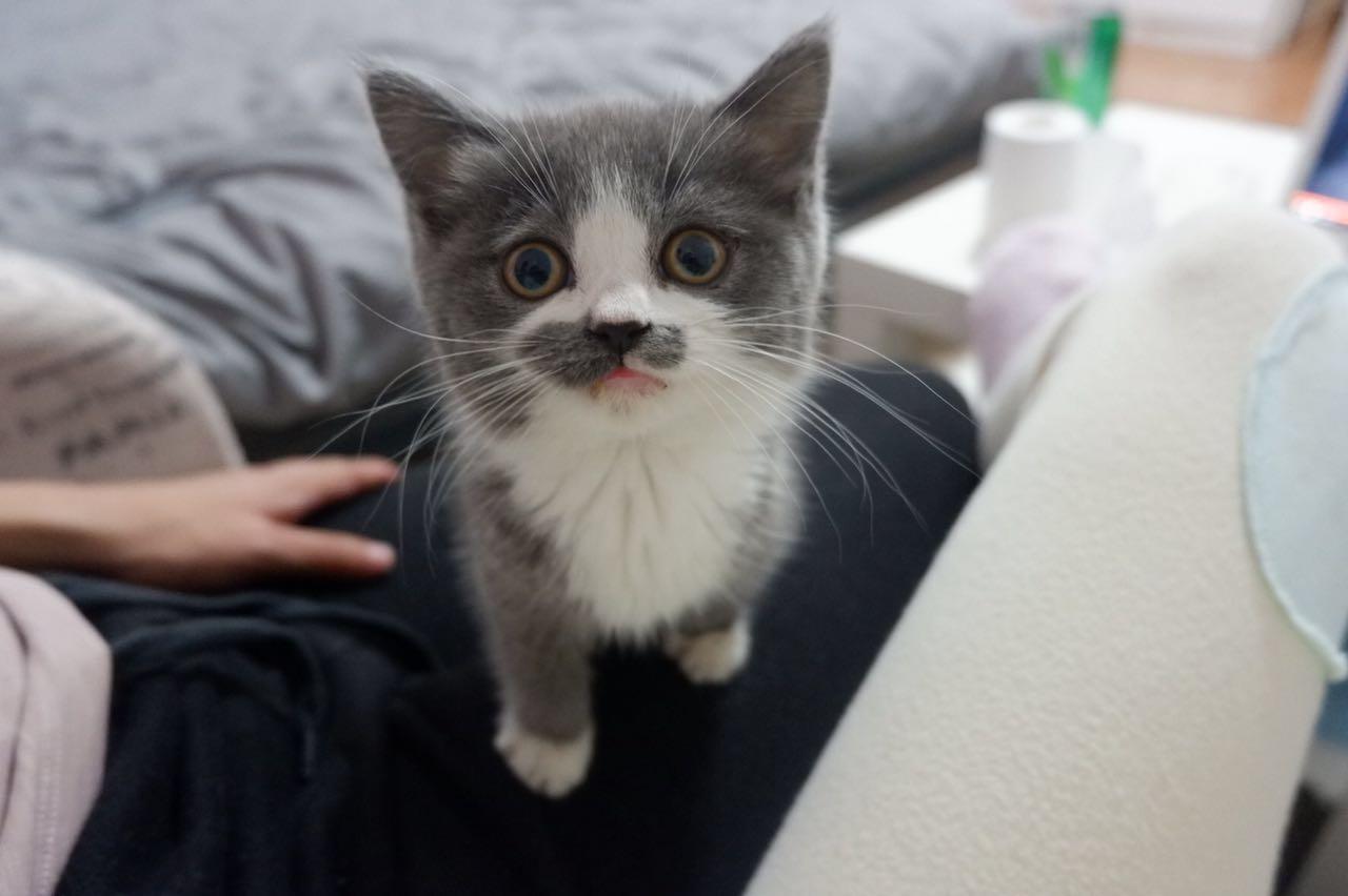 猫可以萌到什么程度