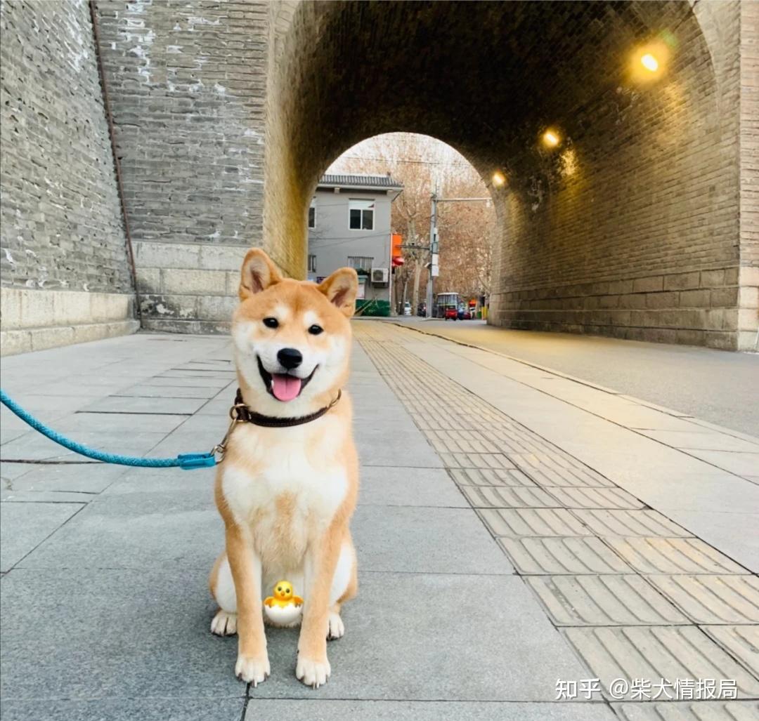赤柴赤色是数量最多的柴犬,这和柴犬本身的遗传有关,也和日本犬保护的