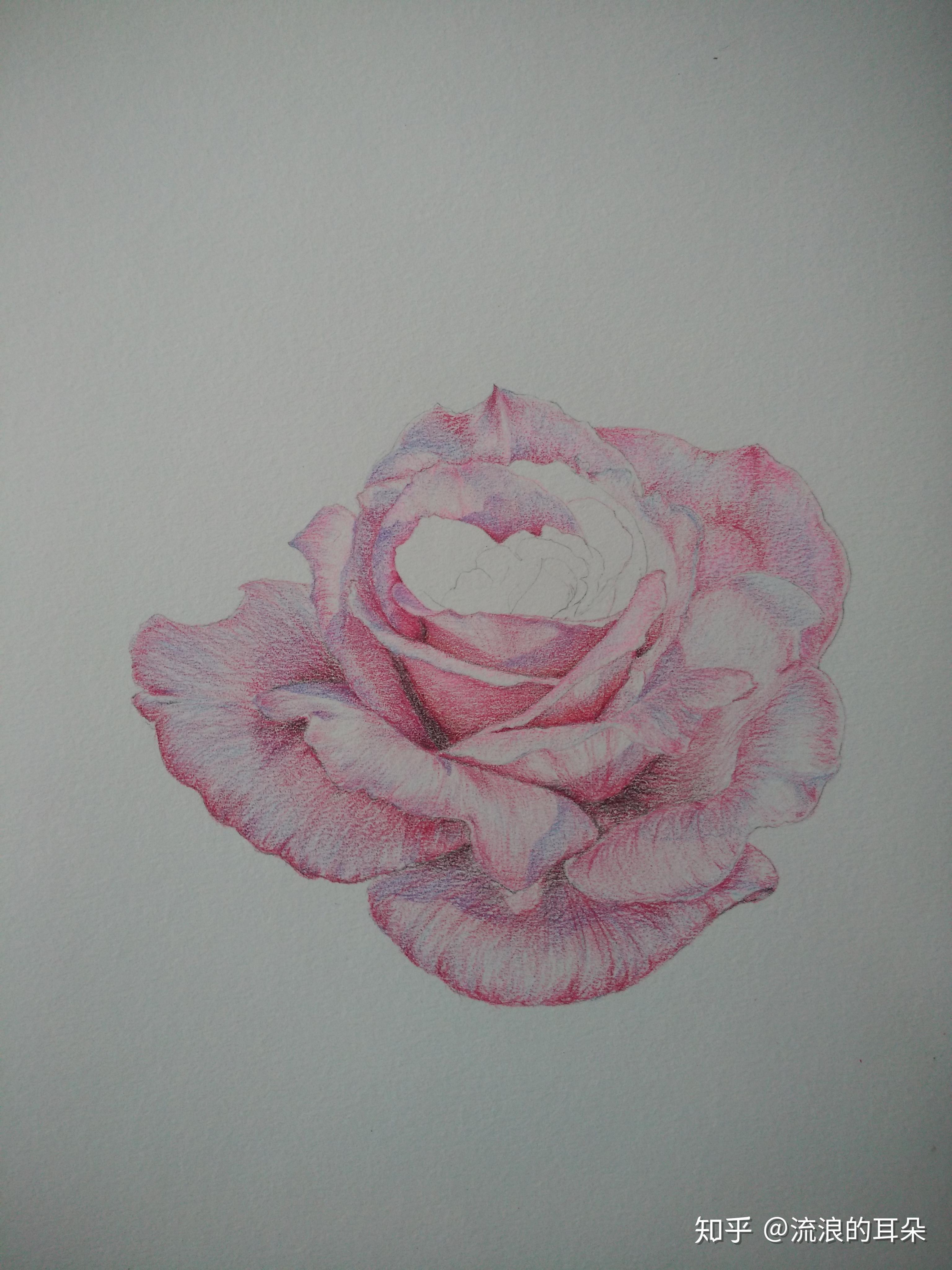 月季手绘过程 - 知乎