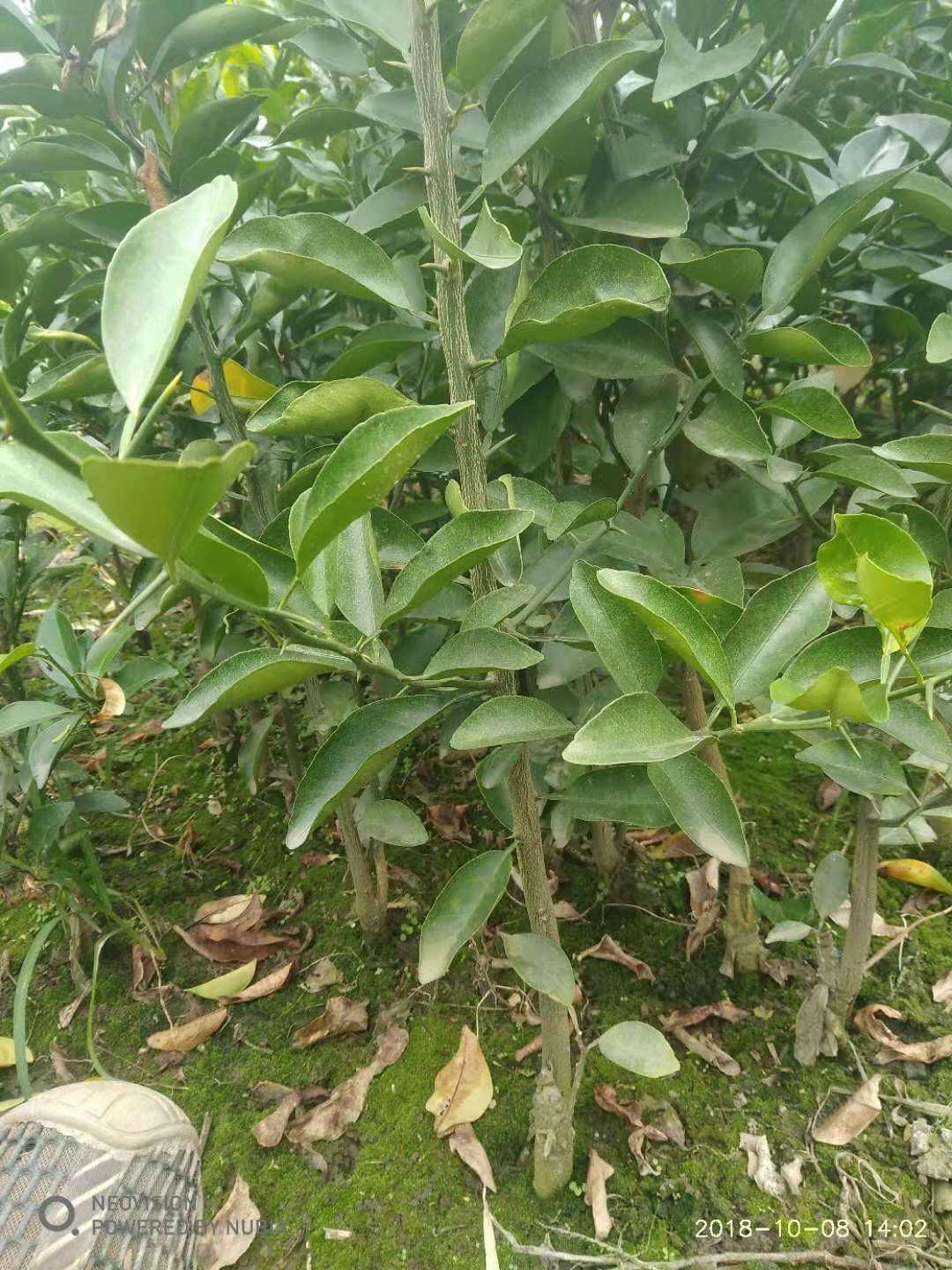 枳壳嫁接苗多少钱枳壳苗做柑橘砧木有什么特点
