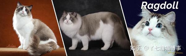 史上最全品种猫介绍大全 知乎