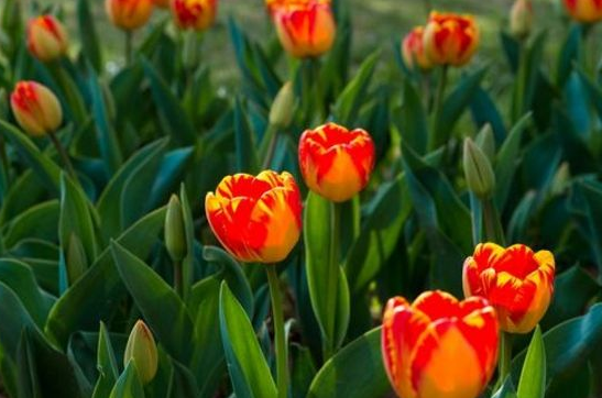 蓝妖 家有小院就种这几种花 一年四季花开不断 知乎