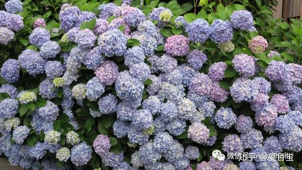 花見 六月的花开花谢 水無月の花見 知乎