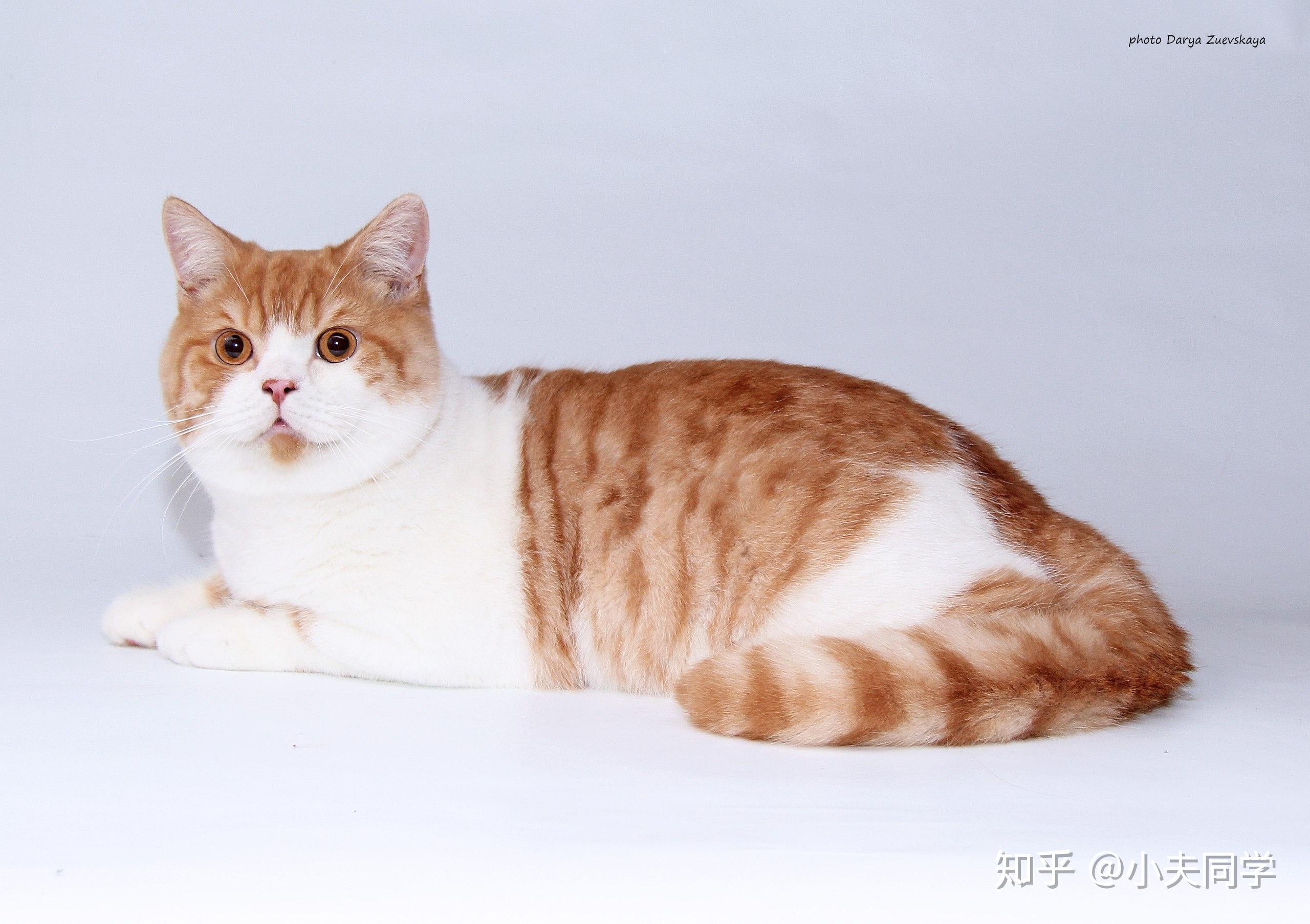 英短毛色大全集(双色 · 三花) - 知乎