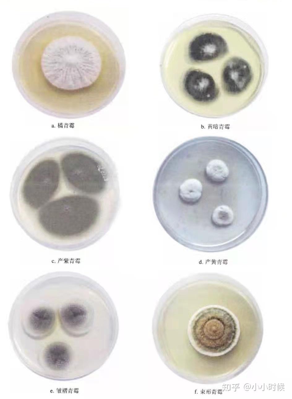 霉菌的形态结构图片