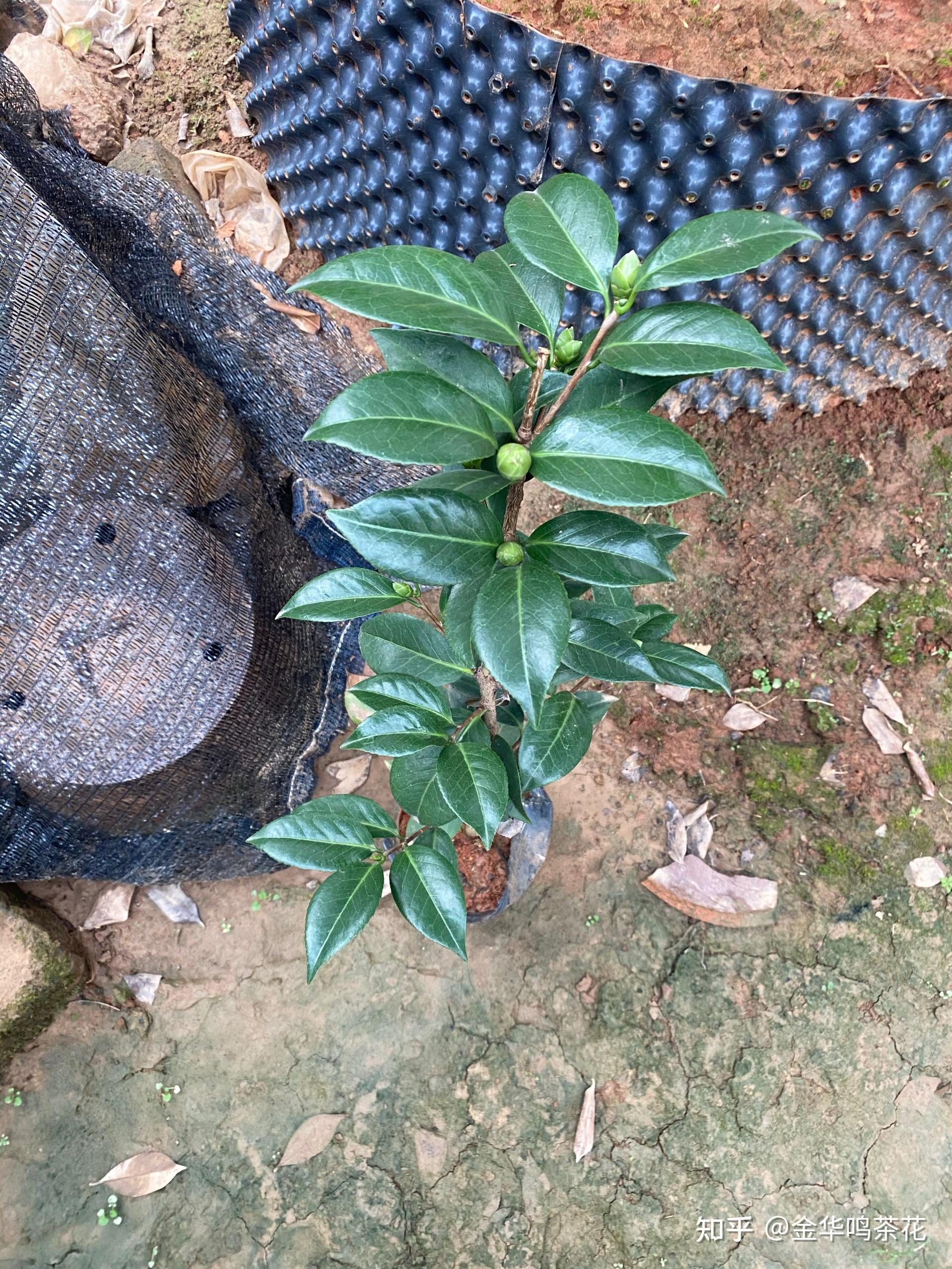 魔术城茶花介绍图片