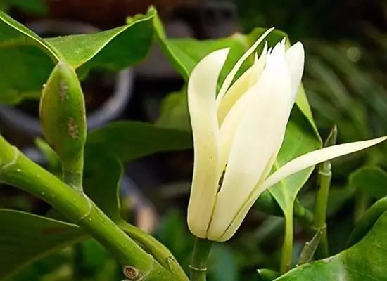 生如夏花 这些公园里田野间常见的花叫什么 史上最全的花名 赶紧收藏 知乎