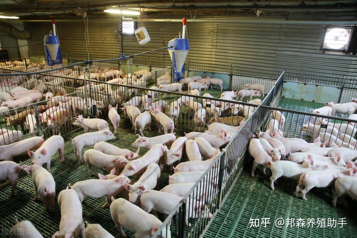 救活一头僵猪弱猪,多盈利300块! - 知乎