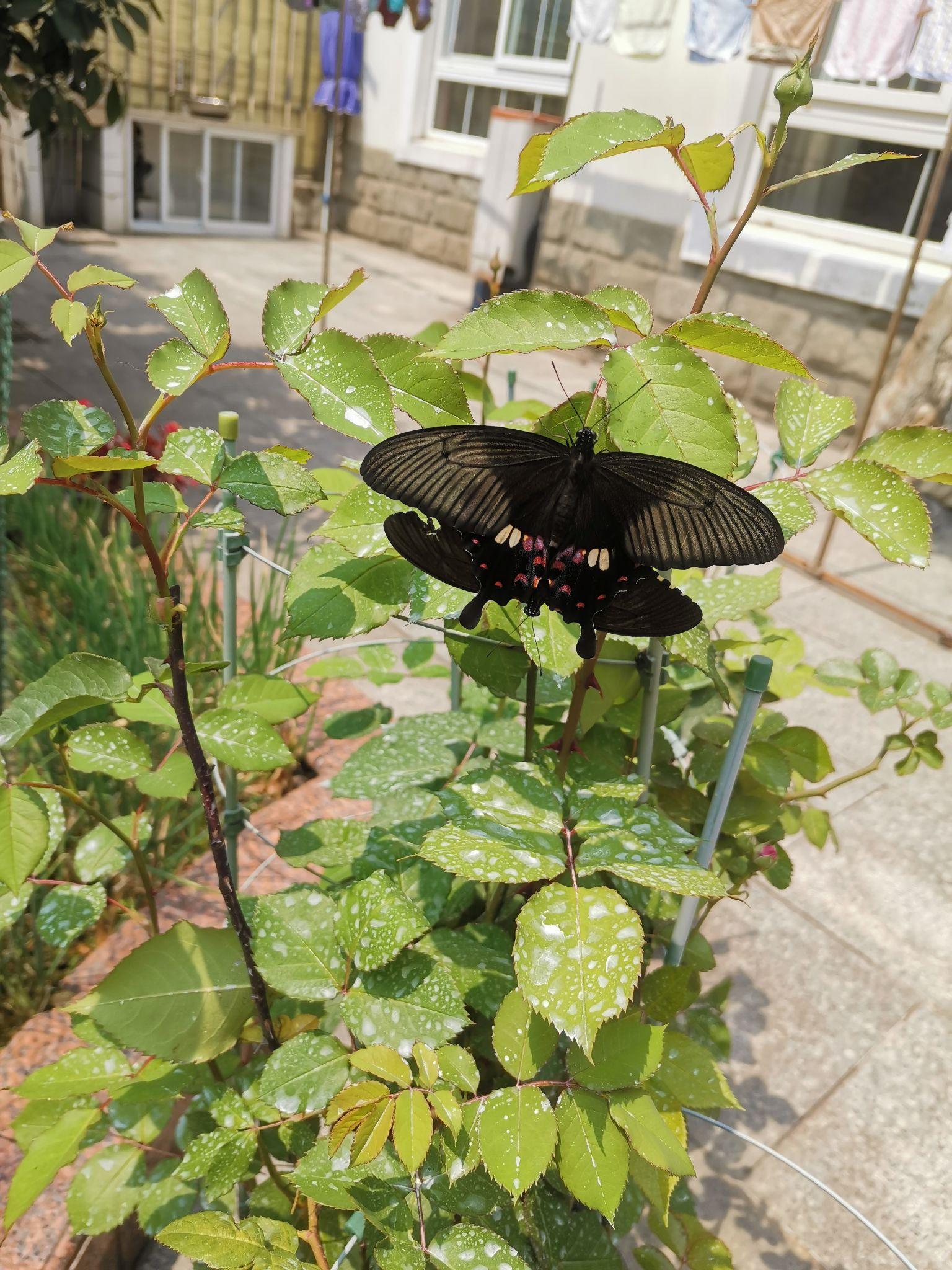 22实际上玉带凤蝶是一种非常有优势的蝴蝶种群,几乎有分布地区都可见