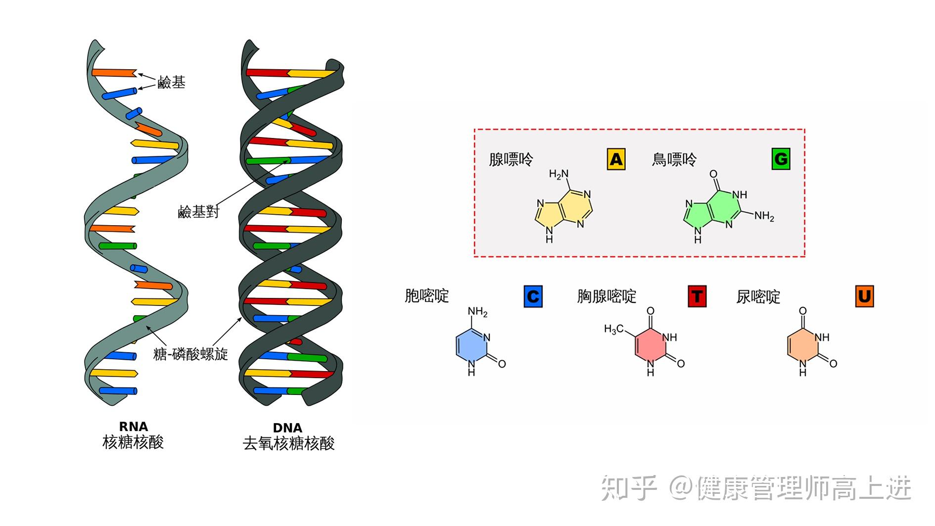 嘌呤,尿酸,高尿酸血症,痛风有什么区别?