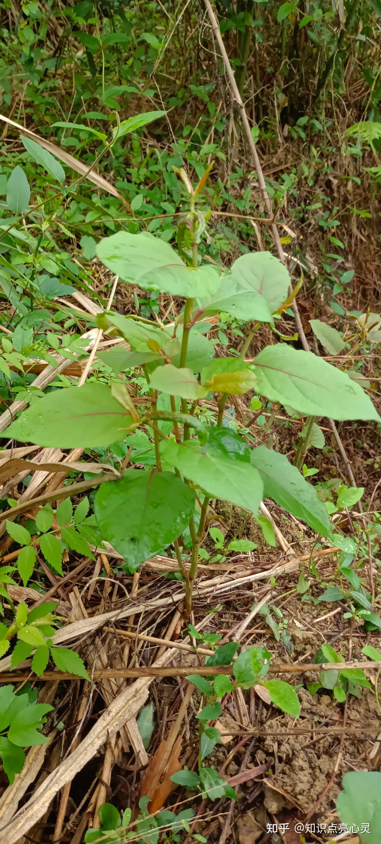 029 虎杖 酸筒杆 酸汤杆 大接骨 植物百科