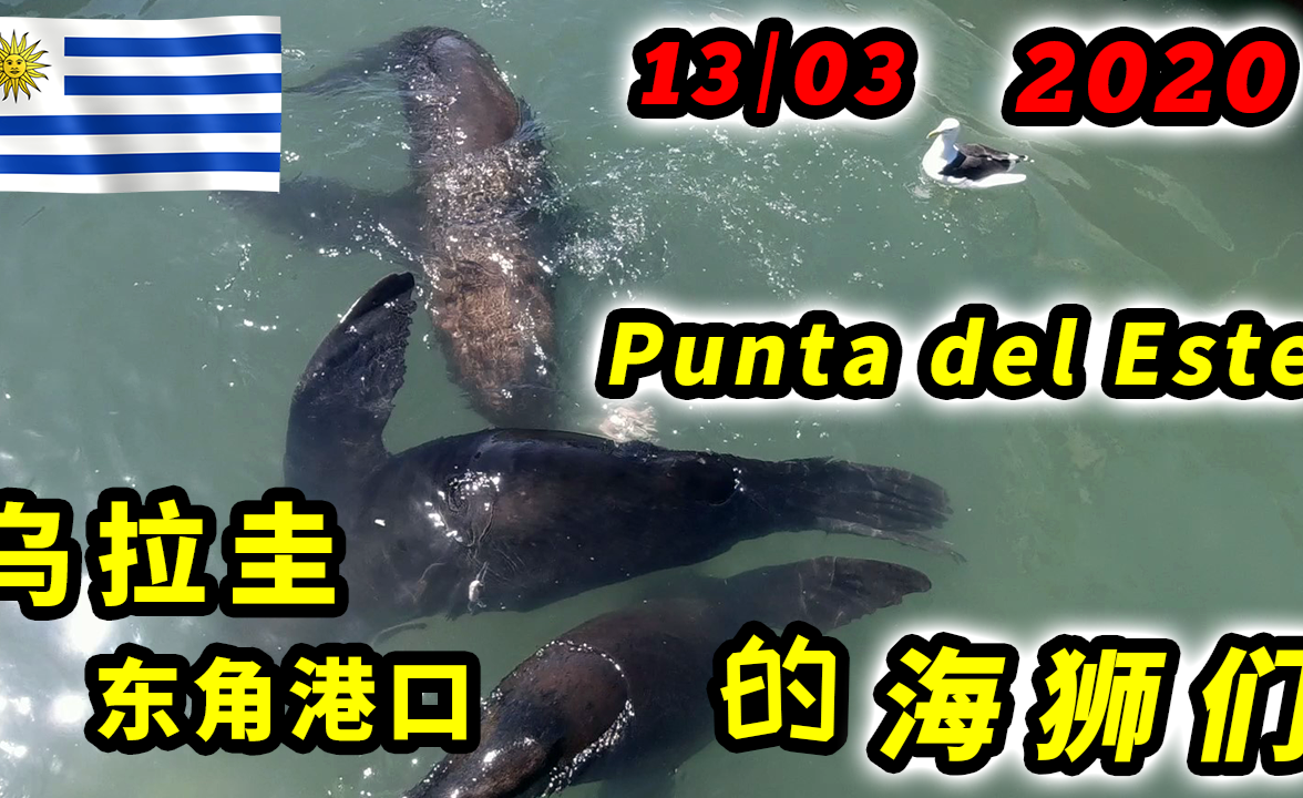 21 乌拉圭旺季的东角自由的海狮们2020年3月13号 中国人在南美洲乌拉圭 劳拉LaraRen - 知乎