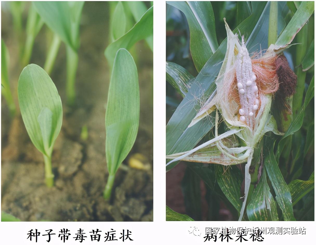 玉米矮花叶病毒(maize dwarf mosaic virus,mdmv)是引起玉米矮花叶病