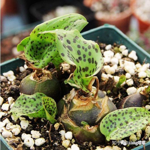 多肉篇:取名界的"高富帅"——天门冬科 - 知乎