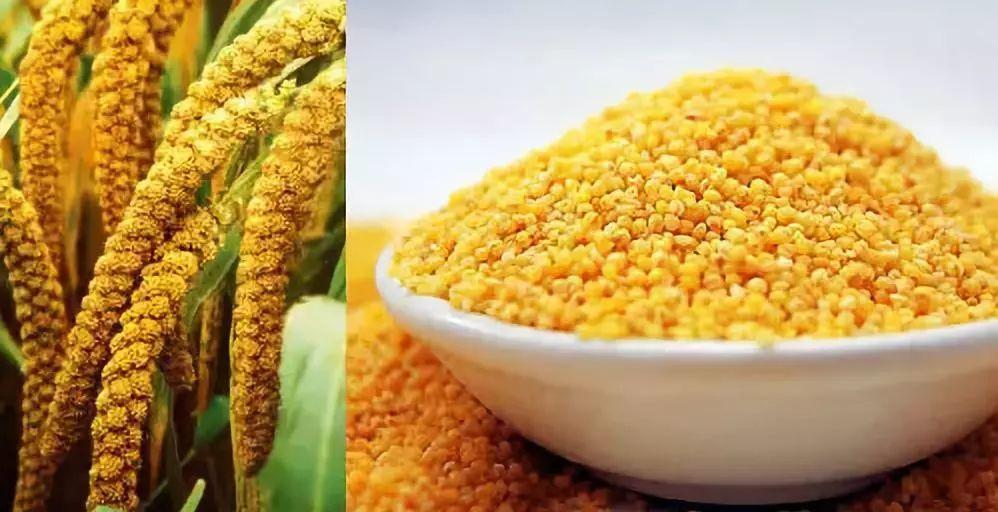 【华夏粟粮】小米真的比大米更有营养吗?