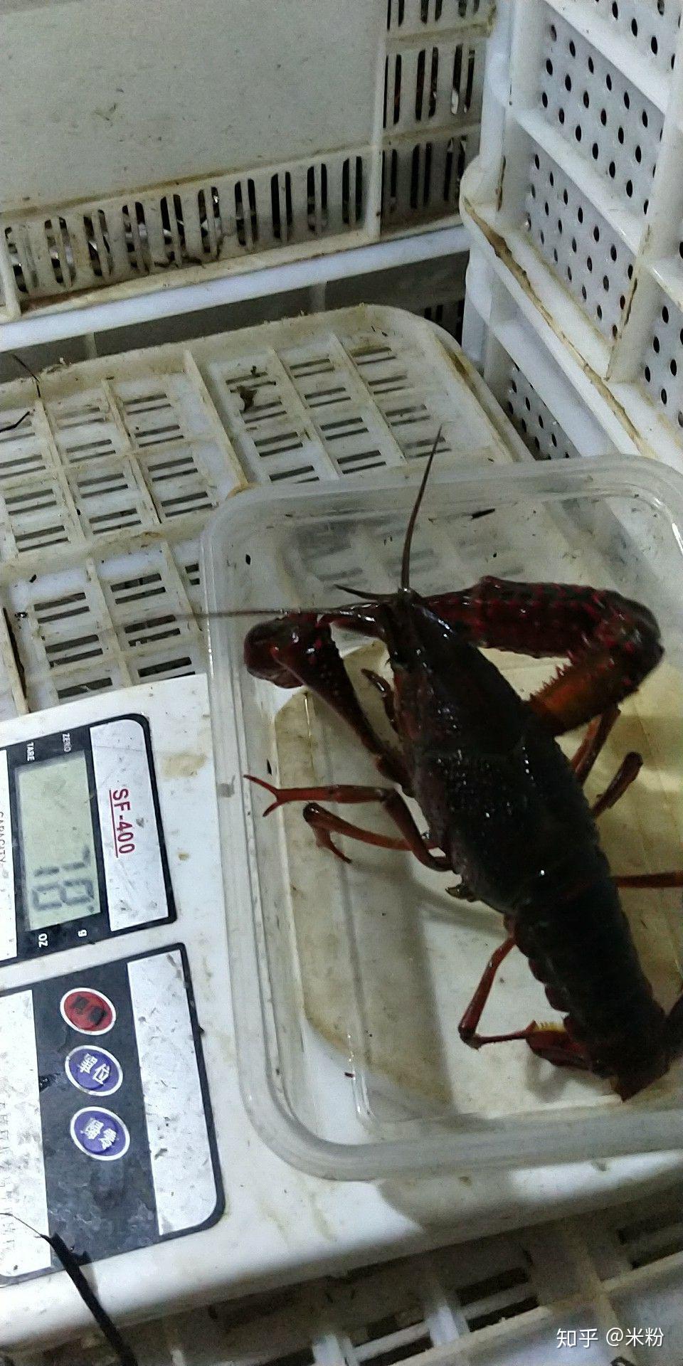 最大的小龙虾有多大? - 知乎