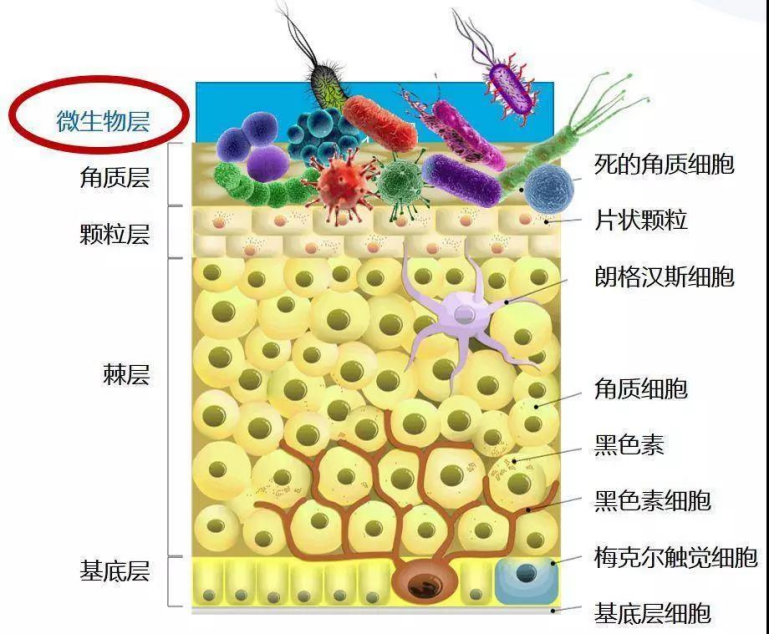 从中主要人口人种_人口与人种图片(3)