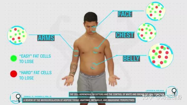 如何减掉腹部顽固脂肪 让腹肌露出来 知乎