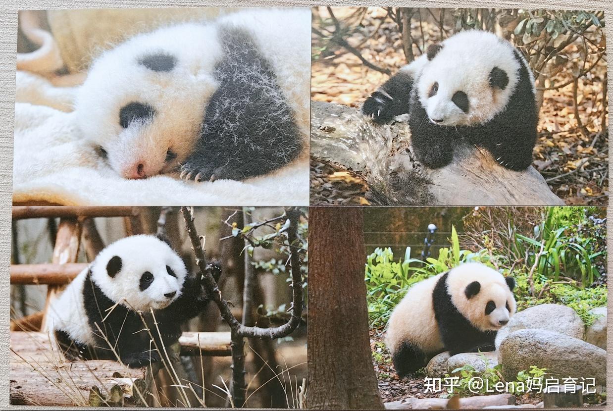 熊猫花花 - 高清图片，堆糖，美图壁纸兴趣社区