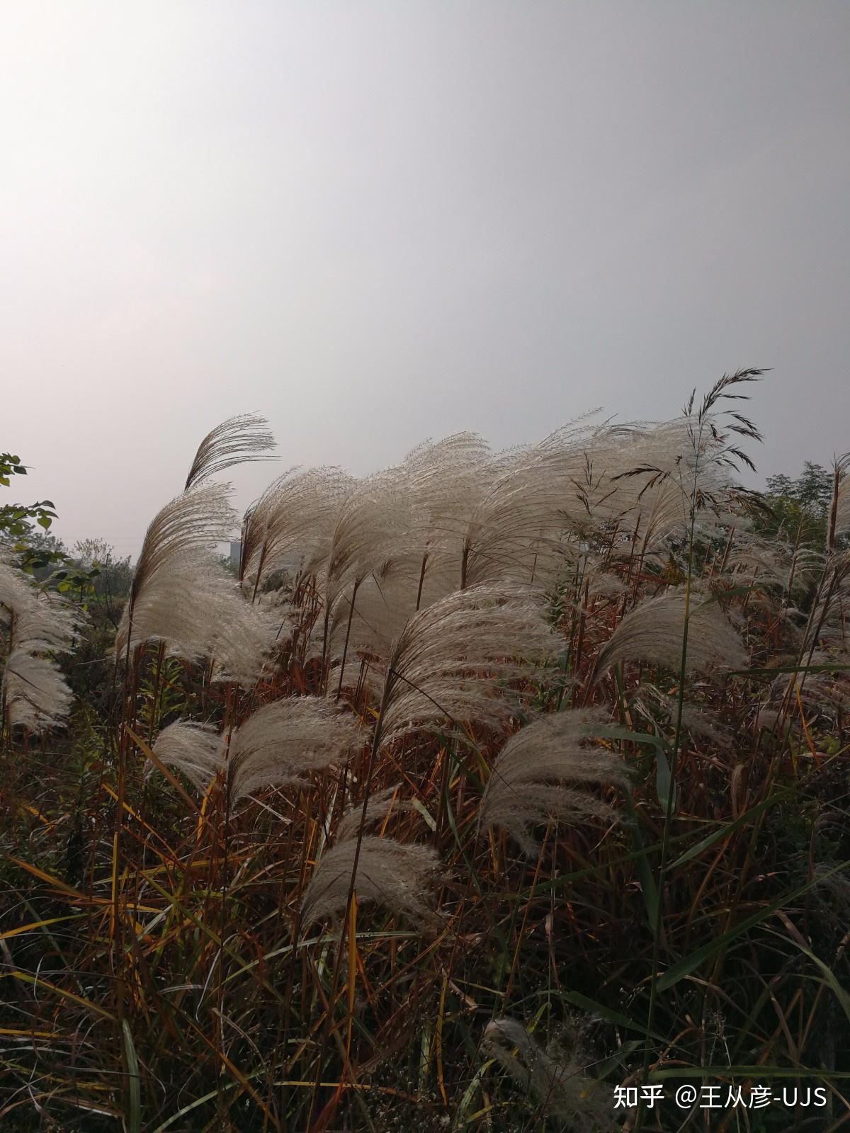 荻花何须秋瑟瑟——荻 - 知乎