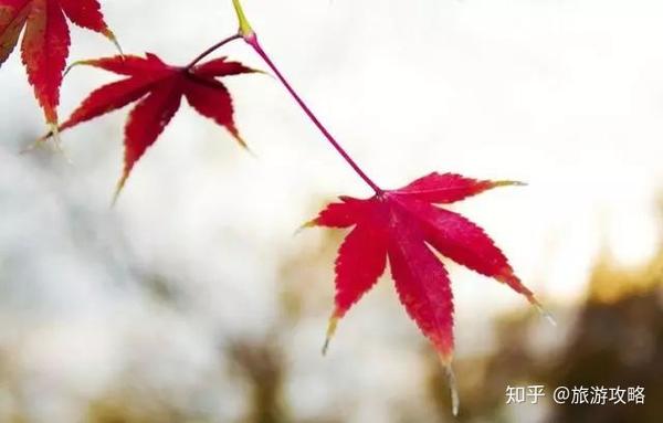 河南这些地方红叶竟然这么好看 快抓住秋天最后的尾巴 知乎
