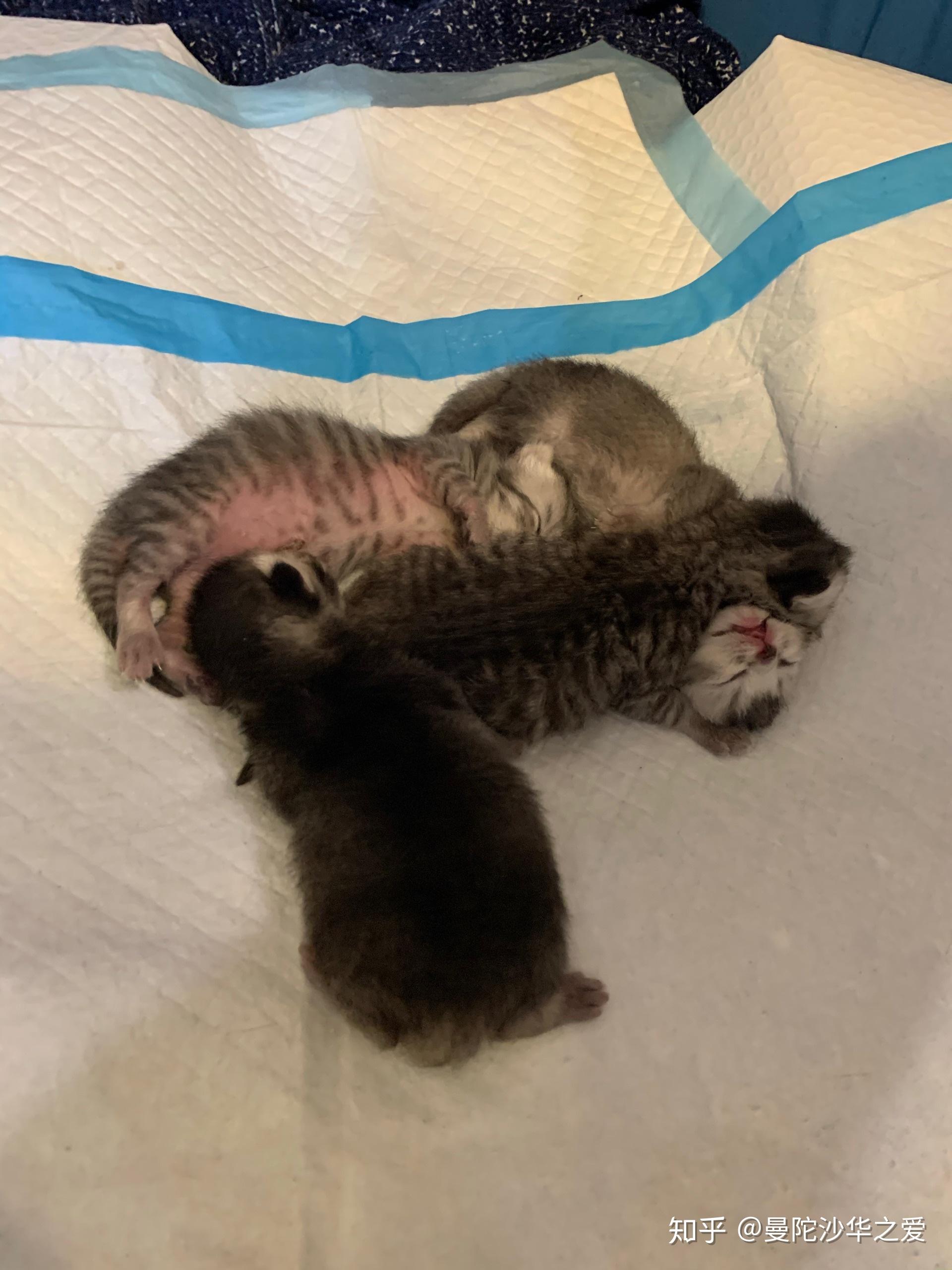 英短银渐层和蓝猫的孩子长什么样