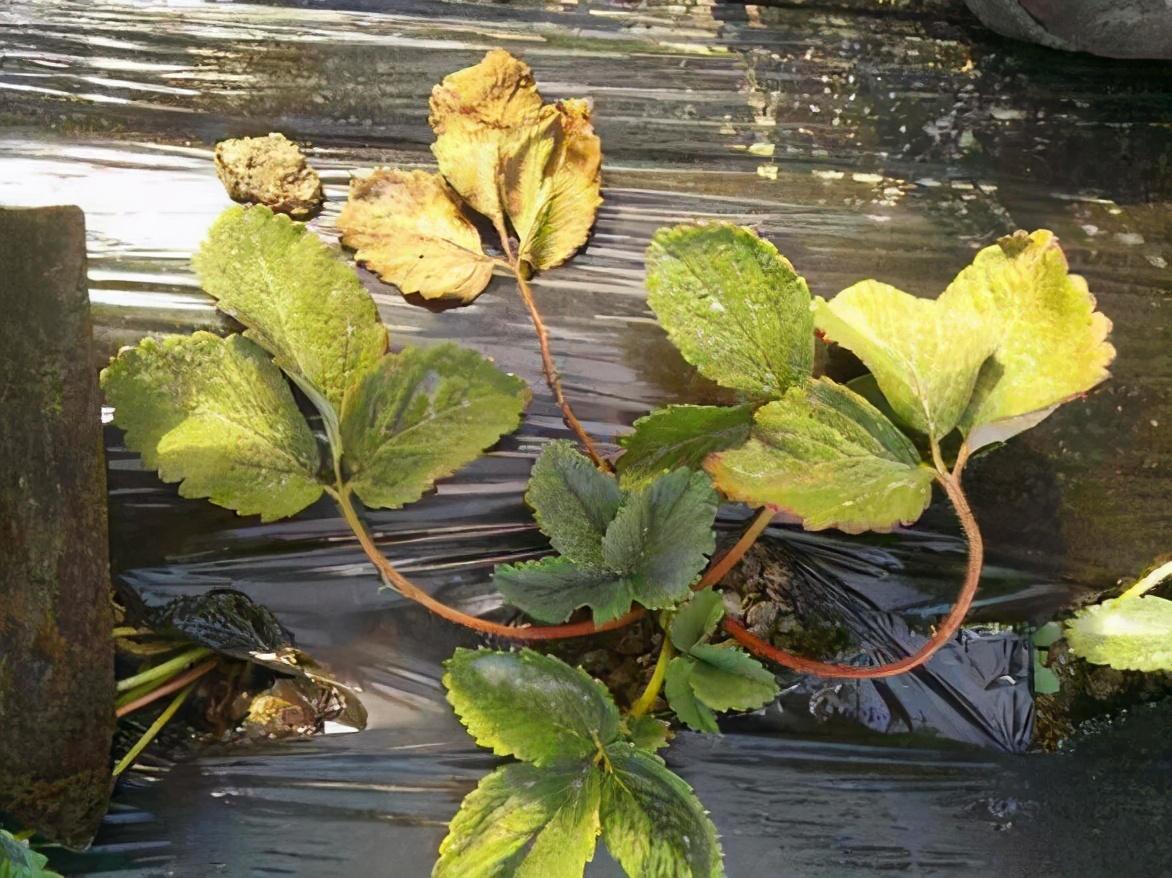 病症与枯萎病类似,但青枯病常出现凋萎或者青枯症状,烈日下凋萎,夜间