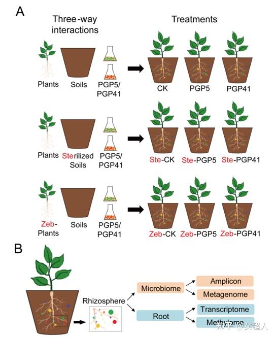 多组学研究揭示DNA甲基化在植物促生菌-植物-微生物互作关系中的作用 - 知乎