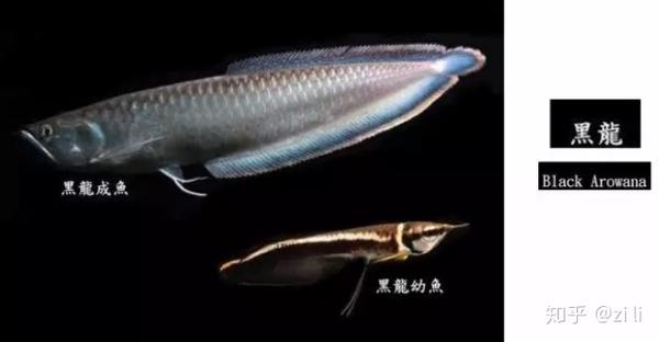 龙鱼图鉴 错过后悔一整年 知乎