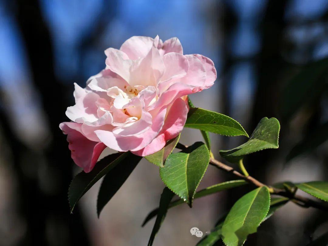 洱海公园茶花盛开风景无限好附美图