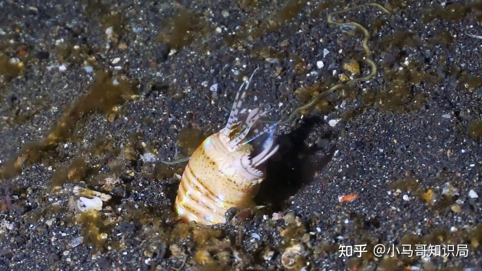 3米长的博比特虫,现场画面比鲨鱼还暴力!