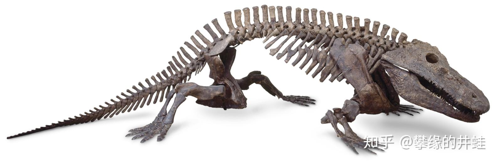 井蛙标出了羊膜类大概的位置,所以从系统发生学上看,壳椎类其实更接近