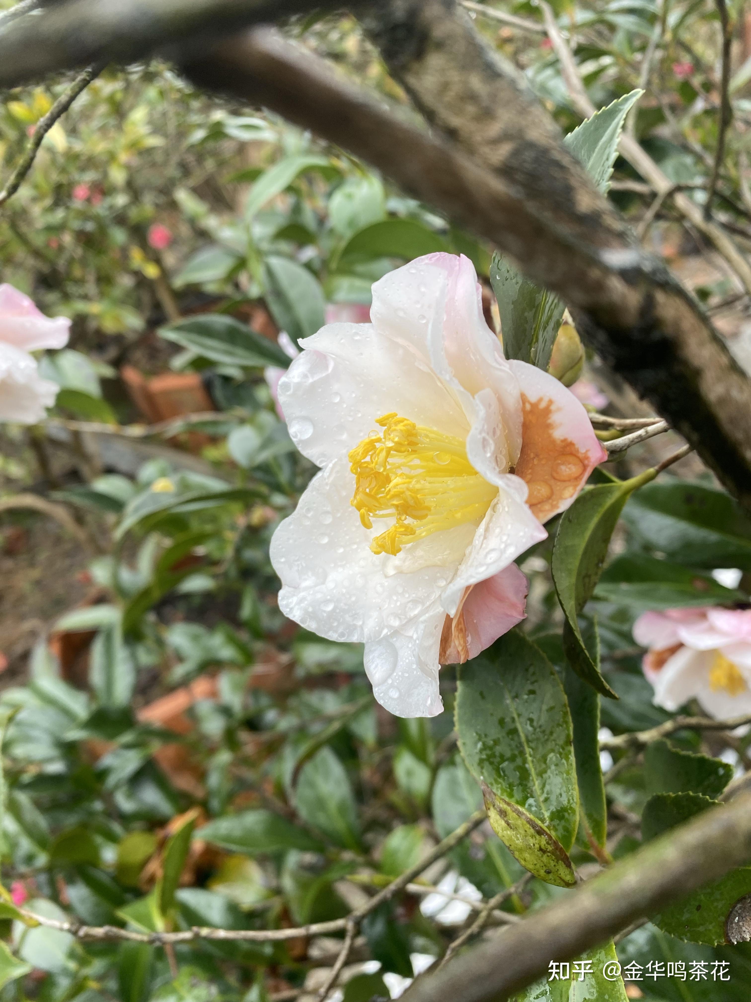 朝仓茶梅开花了 - 知乎
