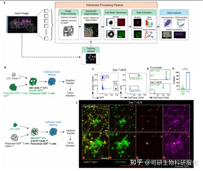 Nature顶刊医学文献精读：PD-1 抑制通路维持高亲和力干细胞样 CD8+ T 细胞 - 知乎