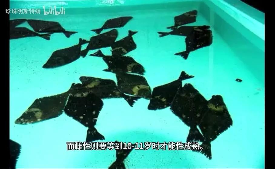 你可能吃过的“巨型比目鱼” 最大鲽形目-庸鲽属的简单介绍 - 知乎