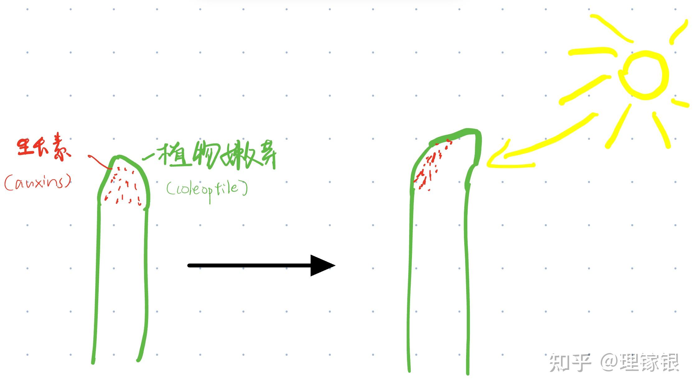 植物的向光性及其根的恐光性 - 知乎