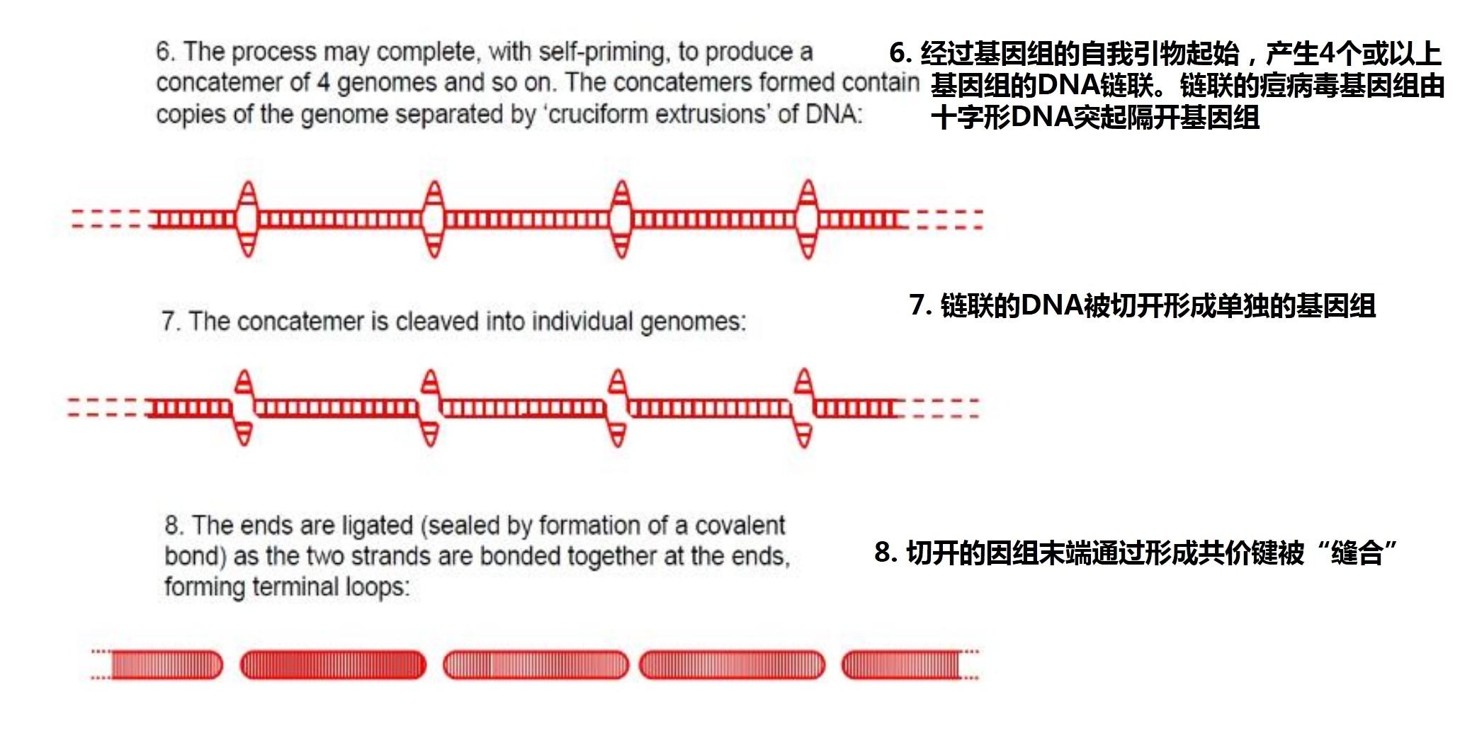 痘病毒1——正痘病毒属之病原学