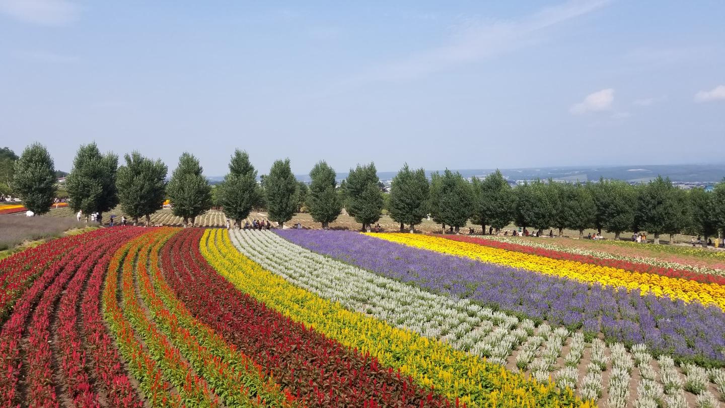 北海道夏日旅行游记 攻略 0 北海道旅游概况 行程简介 花费 知乎 北海道夏日旅行游记 攻略 0 北海道旅游概况 行程简介 花费 知乎