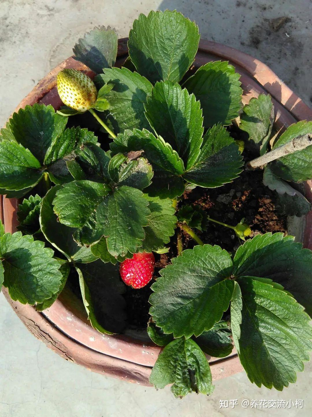 这才是盆栽草莓的正确方法，你不知道吗？种出的草莓有鸡蛋大！