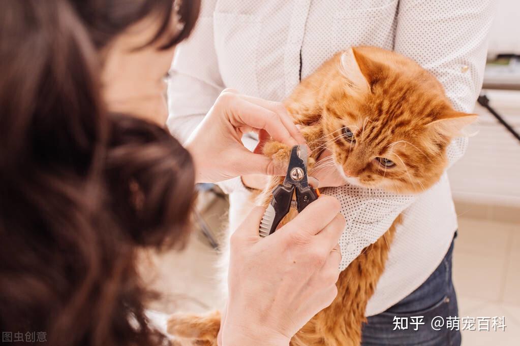 猫咪“揣手手”的6个意思，你知道几个呢？ - 知乎